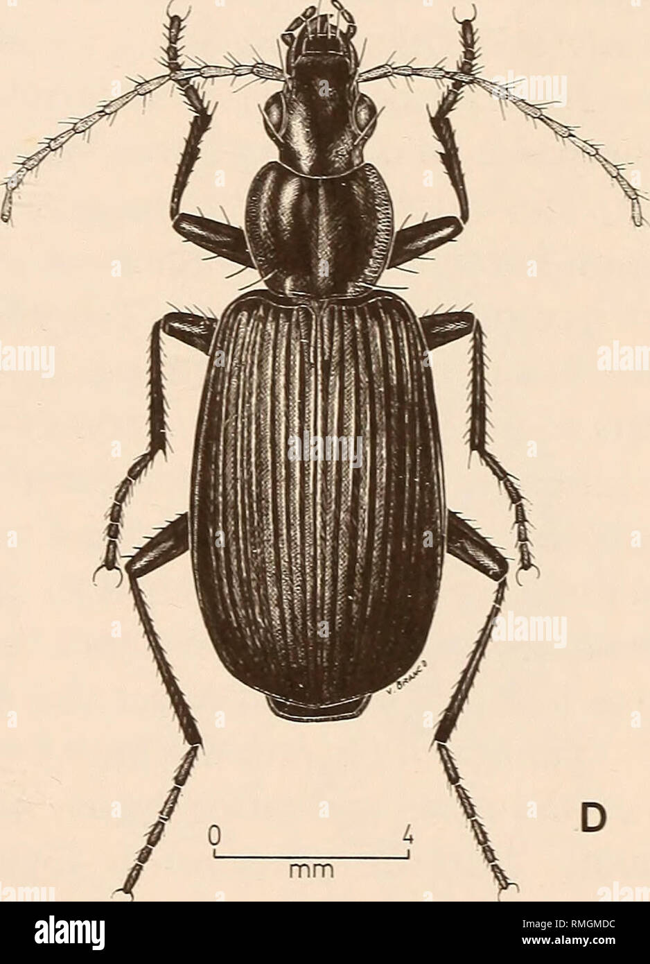 . Annals of the South African Museum = Annale van die Suid-Afrikaanse Museum. Natural history. Fig. 1. Families Carabidae. Staphylinidae. A. Amblystomus capenis (adult). B. Philonthus sp. (adult). C. Oxytelus caffer (adult). D. Liamegalonychus sp. (adult).. Please note that these images are extracted from scanned page images that may have been digitally enhanced for readability - coloration and appearance of these illustrations may not perfectly resemble the original work.. South African Museum. Cape Town : The Museum Stock Photo