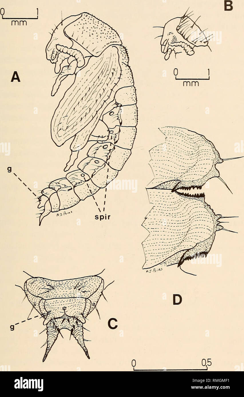 . Annals of the South African Museum = Annale van die Suid-Afrikaanse Museum. Natural history. SOUTH AFRICAN ARTHROPODS 247. mm Fig. 12. Tenebrionidae. A. Pupa of Alphitobius diaperinus, left lateral view. B. Head and pronotum of pupa of Tribolium destructor, left lateral view. C-D. Pupa of Alphitobius diaperinus. C. Abdominal apex, ventral view. D. Comb-like structures on first two abdominal segments, dorsal view.. Please note that these images are extracted from scanned page images that may have been digitally enhanced for readability - coloration and appearance of these illustrations may no Stock Photo