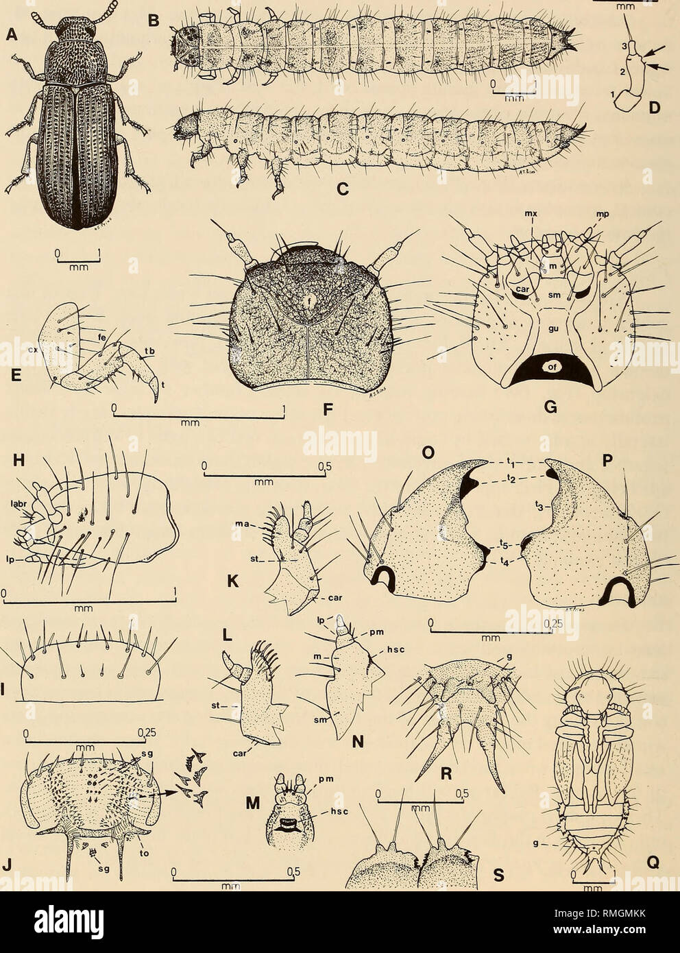 . Annals of the South African Museum = Annale van die Suid-Afrikaanse Museum. Natural history. 240 ANNALS OF THE SOUTH AFRICAN MUSEUM. Fig. 10. Tenehrionidae. TriboUum destructor. A. Adult. B-P. Larva. B. Dorsal view. C. Left lateral view. D. Antenna. E. Right mesothoracic leg. F. Head, dorsal view. G. Head, ventral view. H. Head, left lateral view. L Labrum, dorsal view. J. Epipharynx. K. Left maxilla, ventral view. L. Left maxilla, dorsal view. M. Hypopharynx. N. Labium, left lateral view. O. Left mandible, dorsal view. P. Right mandible, dorsal view. Q-S. Pupa. Q. Ventral view. R. Abdominal Stock Photo