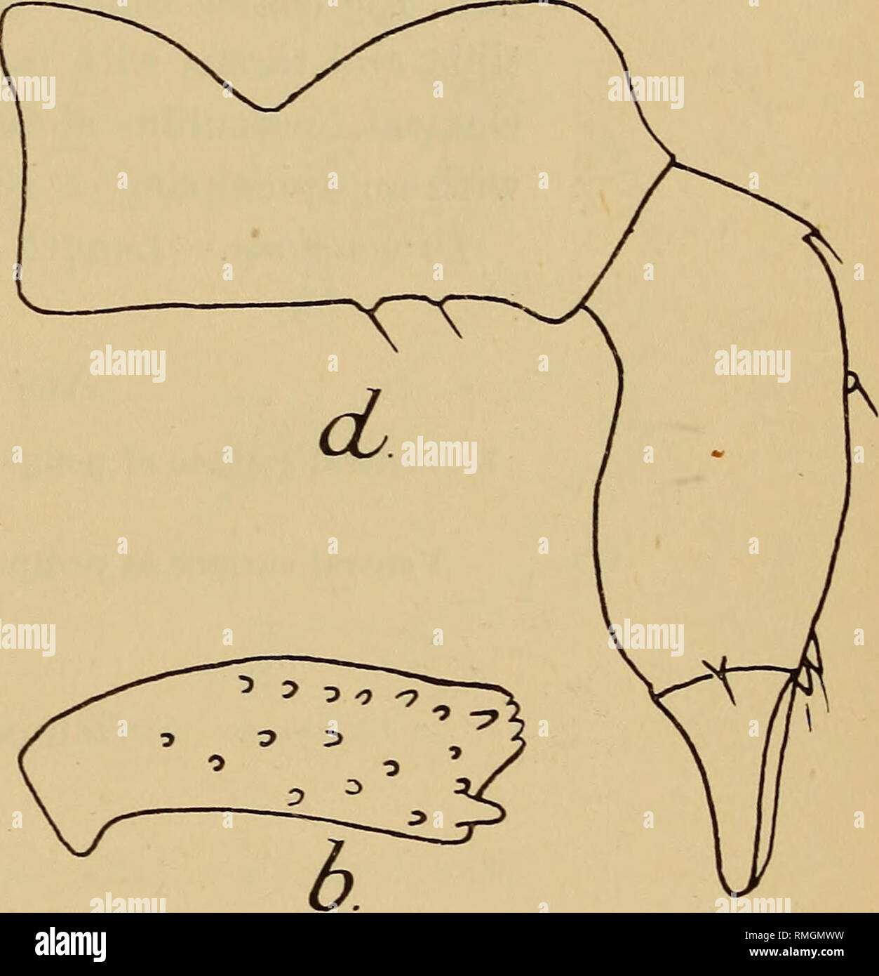 Genital tubercle hires stock photography and images Alamy