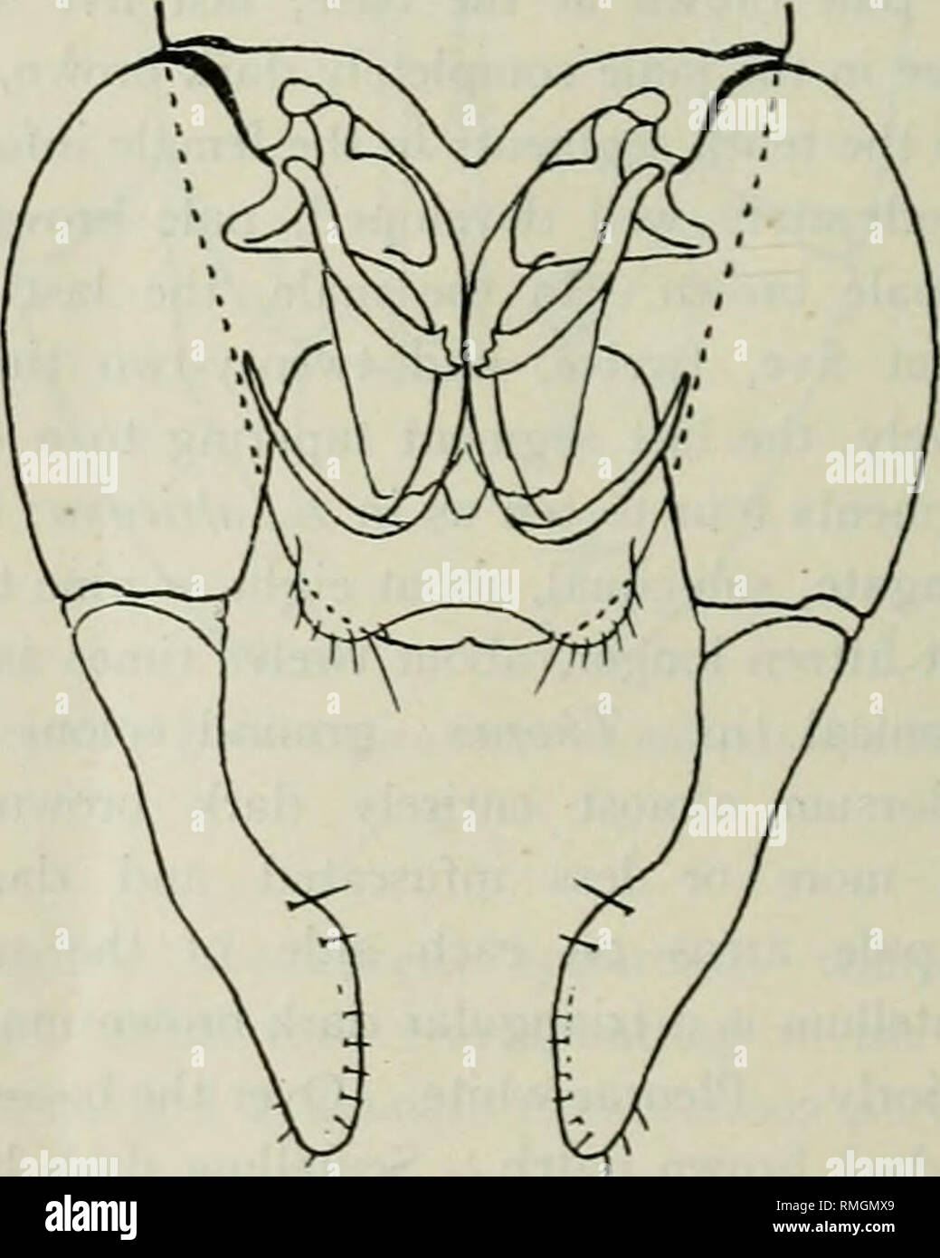 . Annals of tropical medicine and parasitology. Parasites. 352 on the fifth segments, however, less well developed, arrangement in the female as in E. africana, in the male only one pair present on all the legs. Claws as in E. africana. Abdomen white, with dark brown markings arranged as follows: small lateral patches on the first, fourth, and seventh segments, large dorso-lateral patches, reaching aJmost to the middle line dorsally, on the second, third, fifth and sixth segments. Lateral hair tufts on the first segment not so prominent as in E. africana. Spermathecae similar to those of E. af Stock Photo