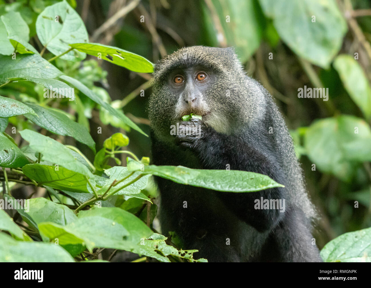 Blue Monkey, Cercopithecus mitis, eating leaves in Arusha National Park ...