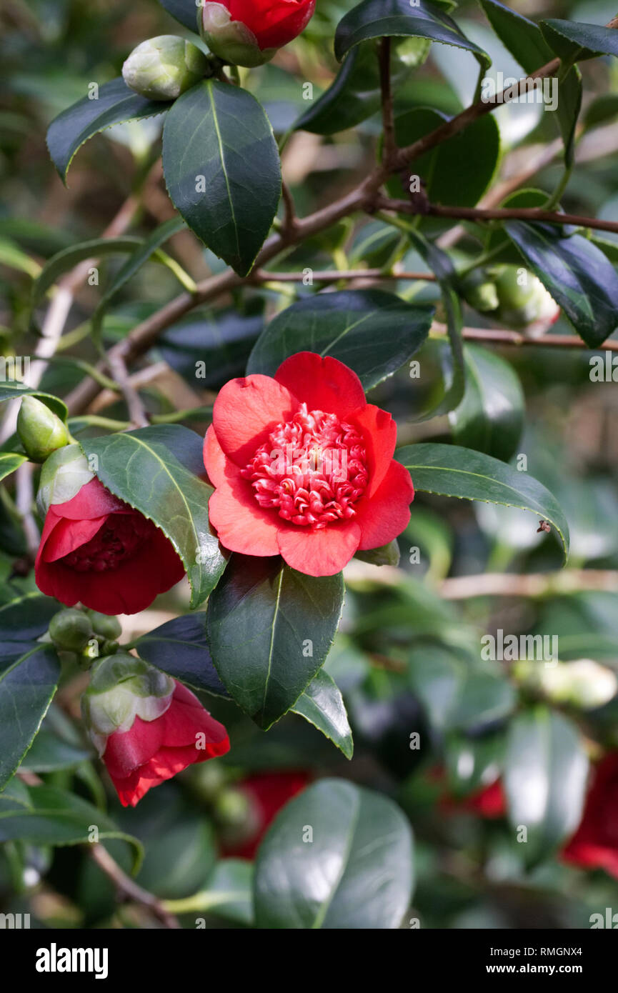 Camellia japonica 'Bob's Tinsie' flowers. Stock Photo