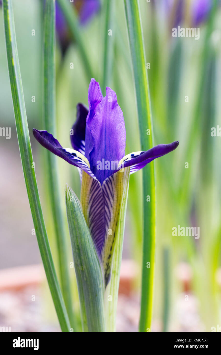 Iris reticulata growing in container hi-res stock photography and ...