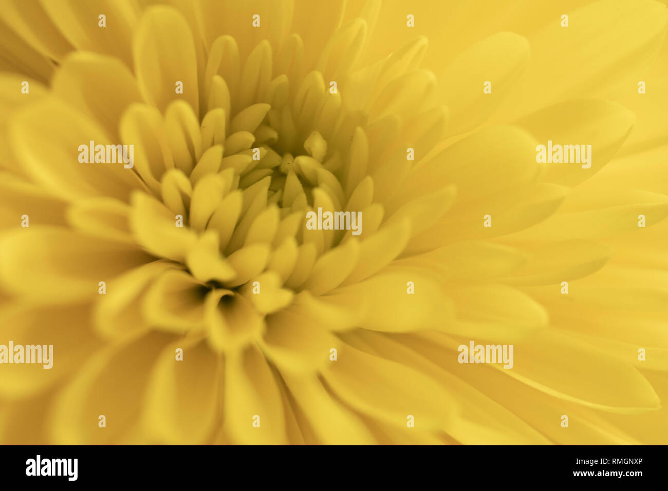 Soft flower petals hires stock photography and images Alamy