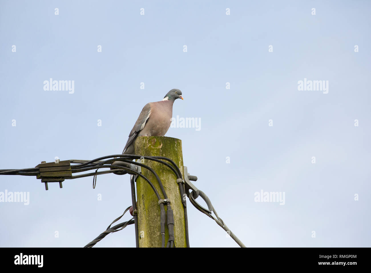 A woodpigeon, Columba palumbus, in February close to housing in North Dorset England UK GB perched on top of a telegraph pole. The woodpigeon can be a Stock Photo