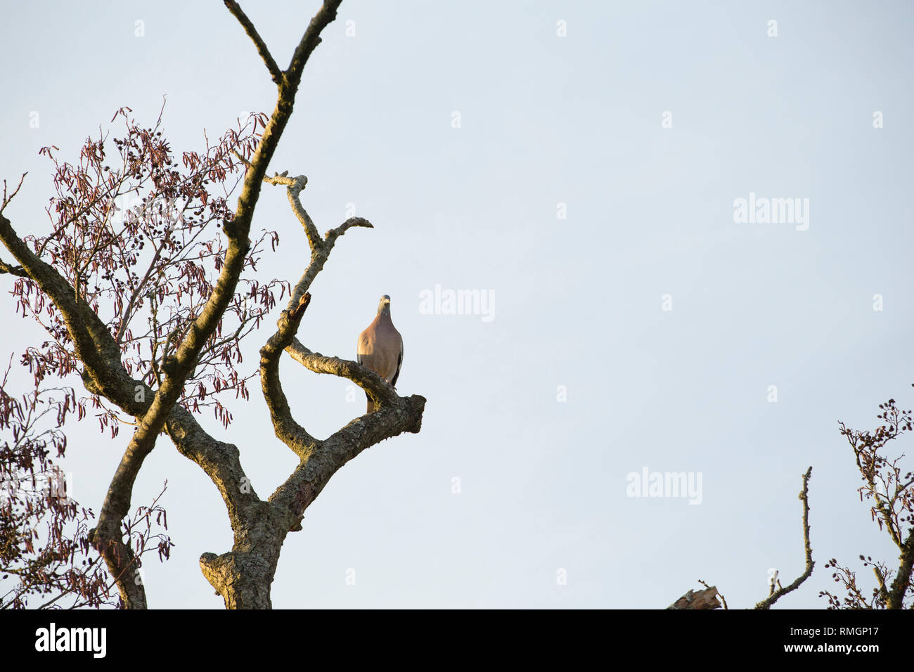 A single woodpigeon, Columba palumbus, in February close to housing in North Dorset England UK GB perched in an alder tree. The woodpigeon can be an a Stock Photo