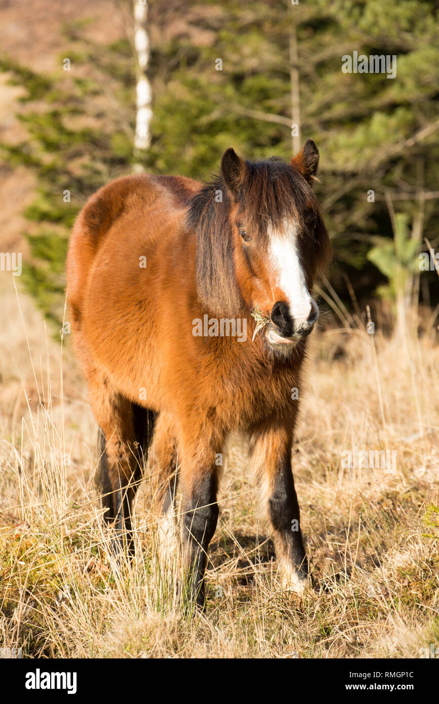 A New Forest pony grazing on a warm, sunny February day. New Forest Hampshire England UK GB Stock Photo