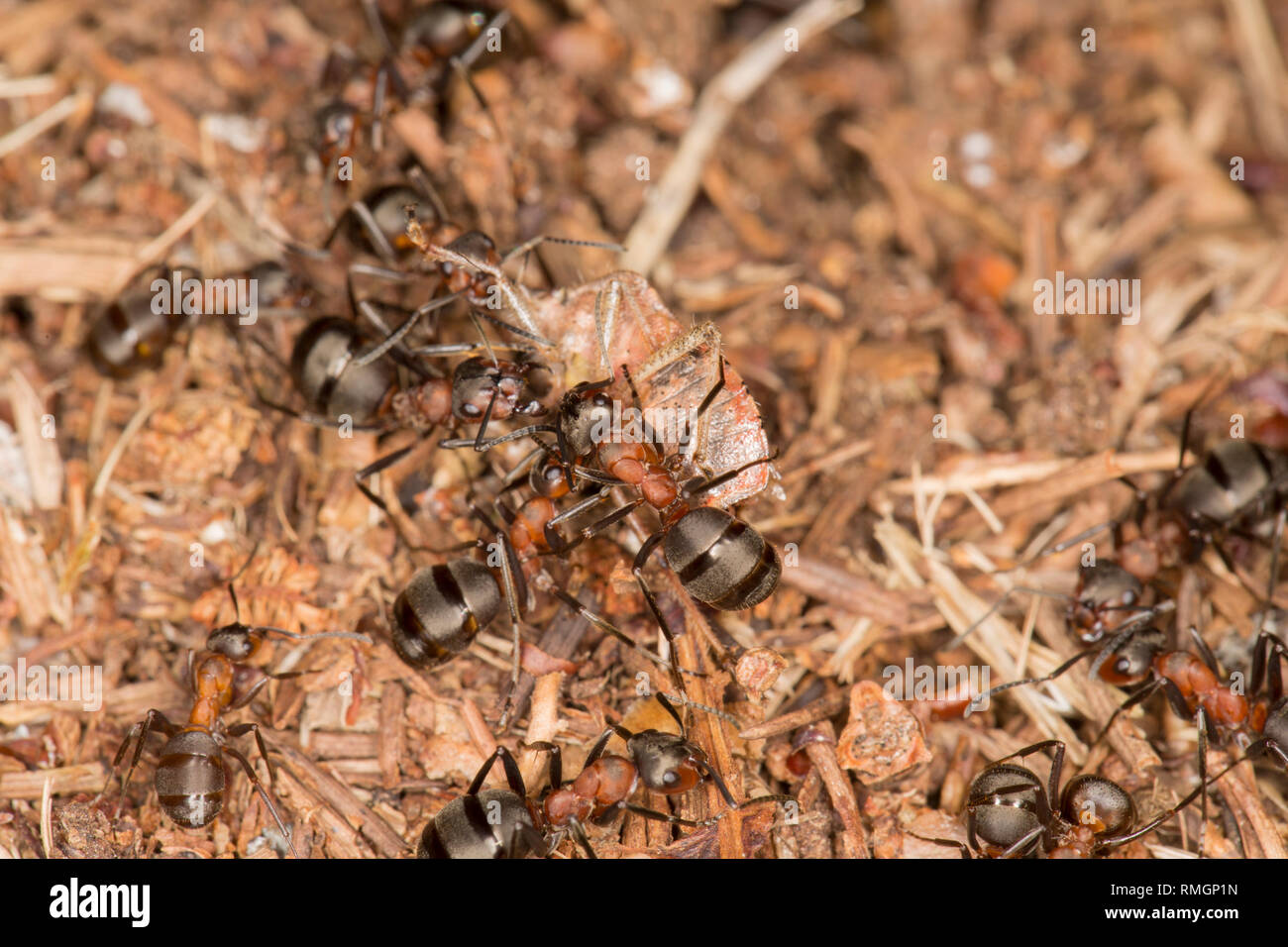 Formic acid ants spray hires stock photography and images Alamy
