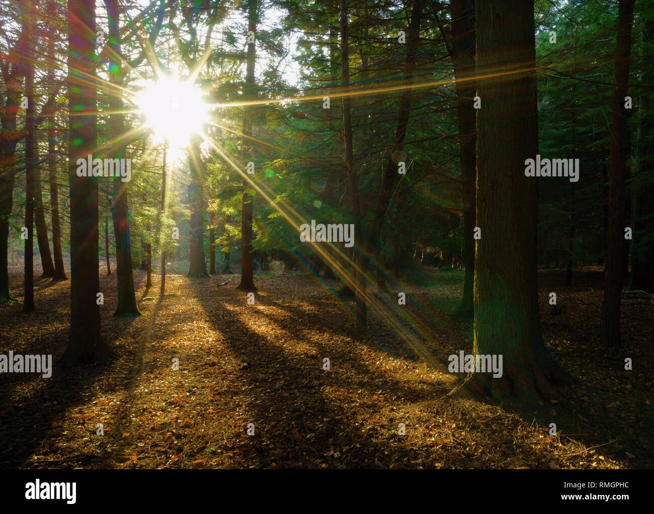 Sunburst through the trees Ashdown forest. Stock Photo