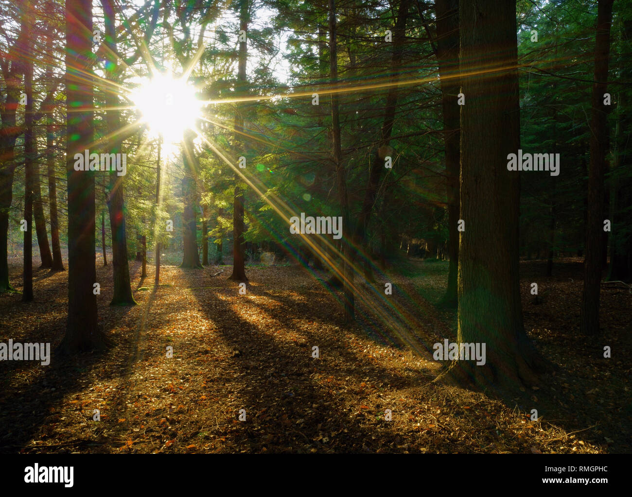 Low light through trees hi-res stock photography and images - Alamy