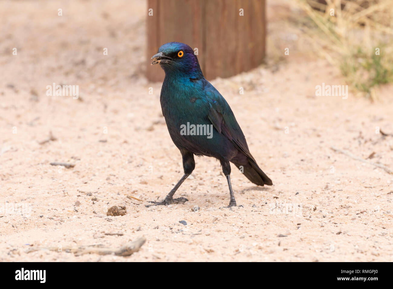 Red-shouldered / Cape glossy starling, Lamprotornis nitens,  foraging on sand, Kgalagadi Transfrontier Park,, Northern Cape, South Africa Stock Photo