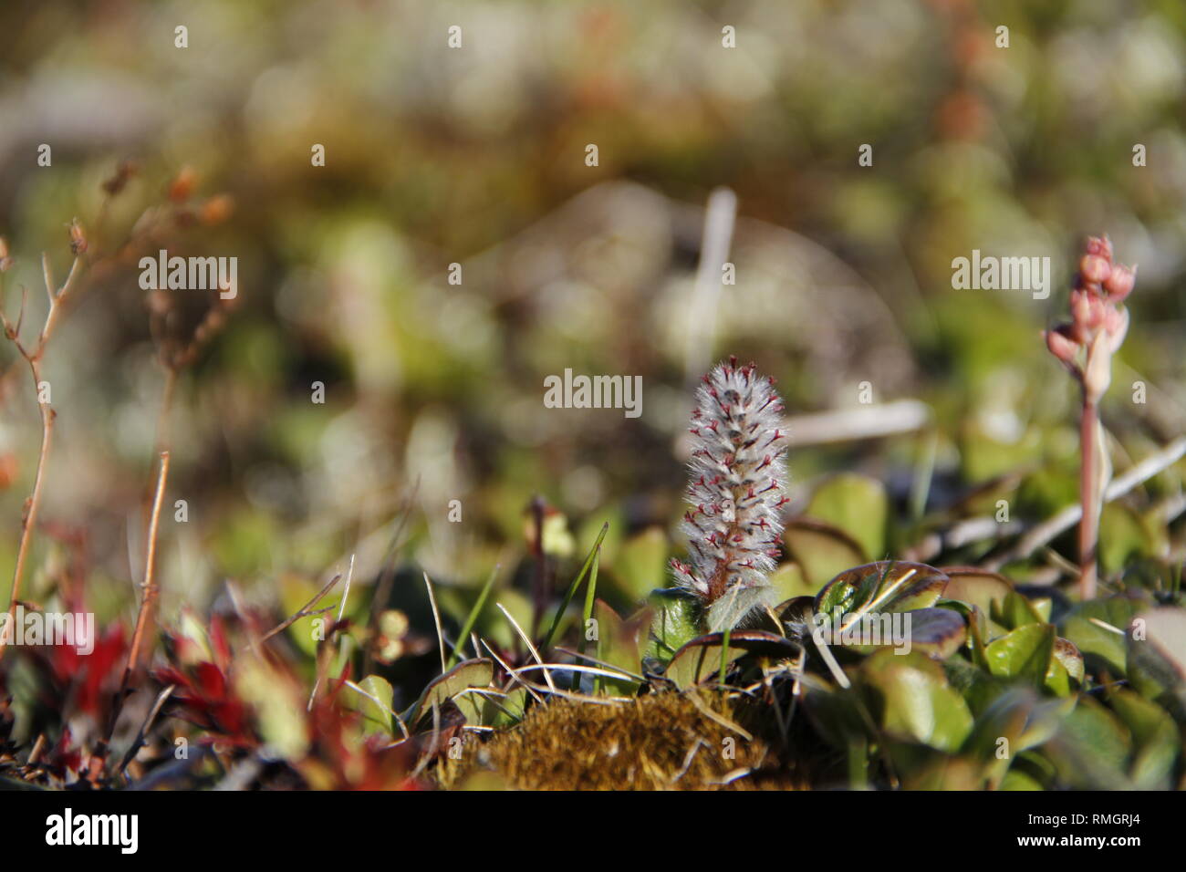 Arctic Willow or Salix arctica is a tiny creeping willow (family Salicaceae) adapted to survive in harsh Arctic and subarctic environments. Stock Photo