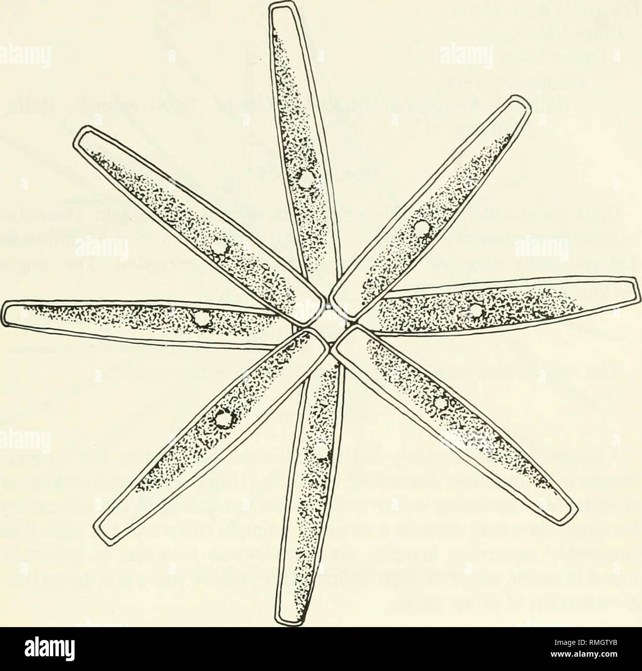 Phytoplankton Drawing