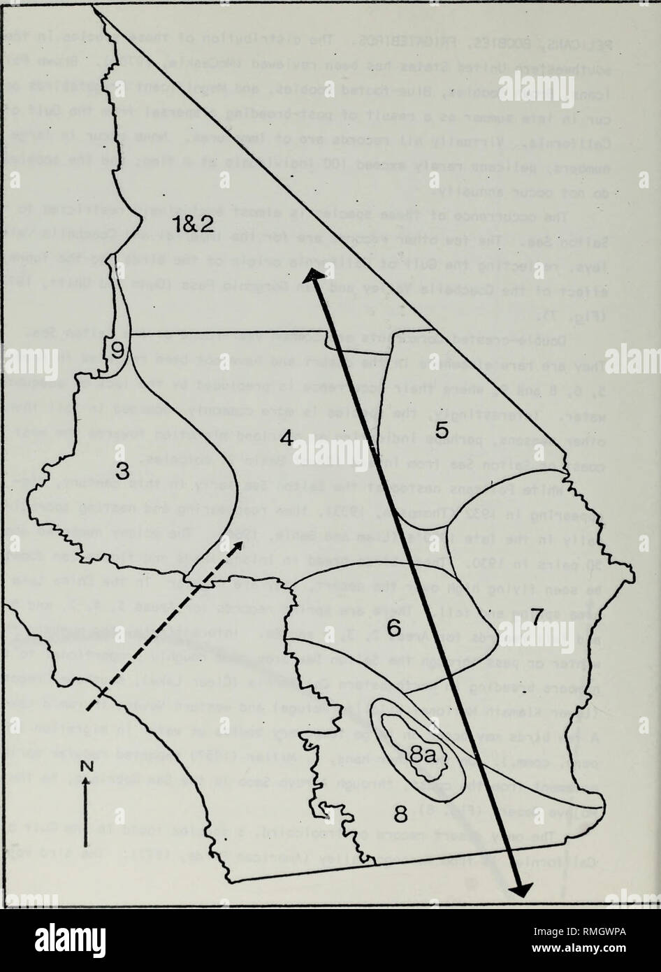 . Annotated bibliography on seasonal movements of migratory and resident birds in the California desert. Birds; Bird populations. 25. Figure 8. Postulated migration routes of White Pelicans toward breeding areas in Oregon and northern California, and western Nevada.. Please note that these images are extracted from scanned page images that may have been digitally enhanced for readability - coloration and appearance of these illustrations may not perfectly resemble the original work.. Jehl, Joseph R; United States. Bureau of Land Management. Riverside District; Hubbs-Sea World Research Institut Stock Photo