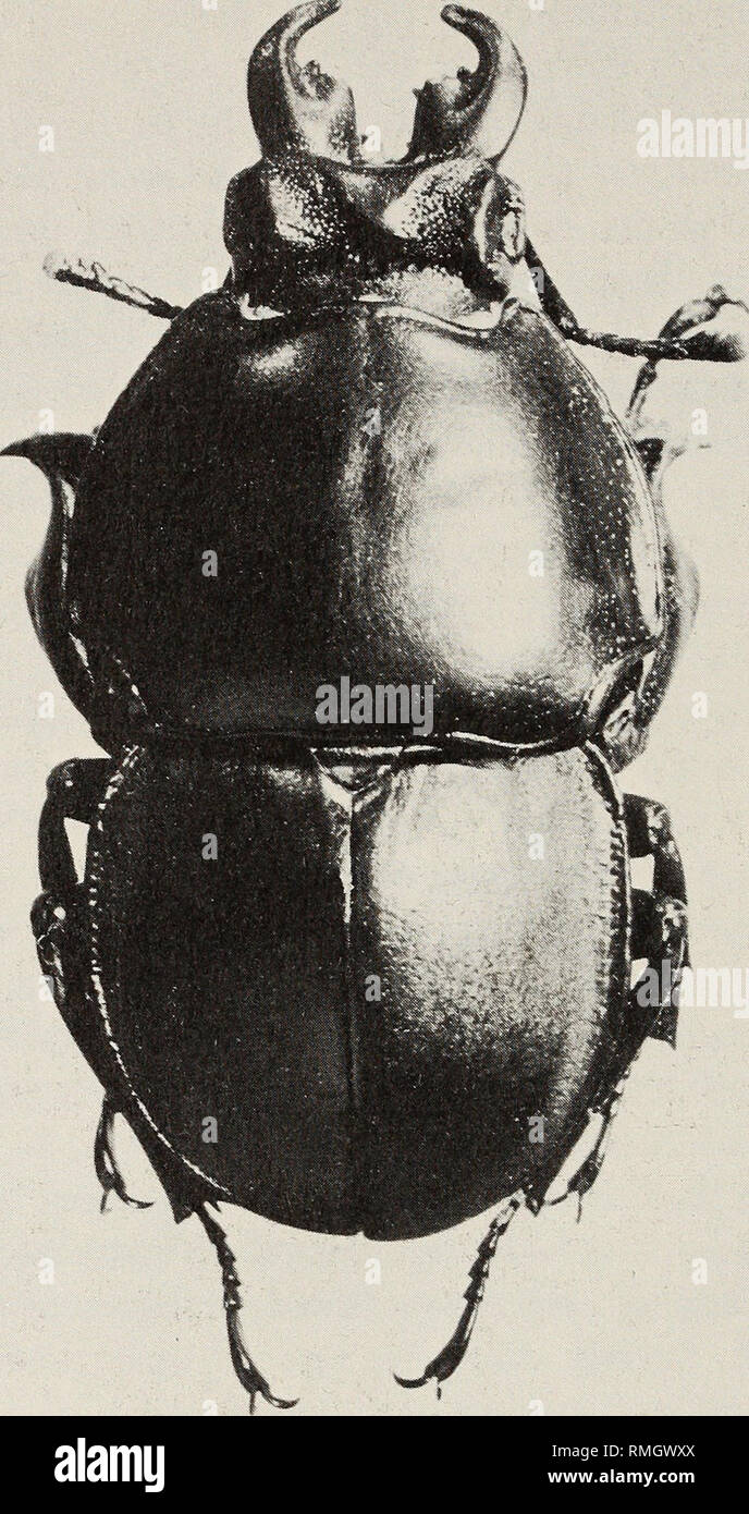 . Annals of the South African Museum = Annale van die Suid-Afrikaanse Museum. Natural history. 416 ANNALS OF THE SOUTH AFRICAN MUSEUM. Fig. 28. Colophon whitei Barnard, male; lectotype; length 25,5 mm. Length Male 26-31 mm, female 19-22 mm. Distribution Central section of the Swartberg (northern range of the Cape mountains), west of Meiringspoort. Material examined 15 6 (3 damaged, 3 bleached, 1 anterior part of body), 5 9, intact specimens; 5 6 and 2 9 heads. Lectotype. 6, Meiringspoort Berg, Zwartberg Range, Febr. 1932, K. H. Barnard and C. W. Thorne; South African Museum, Cape Town.. Please Stock Photo