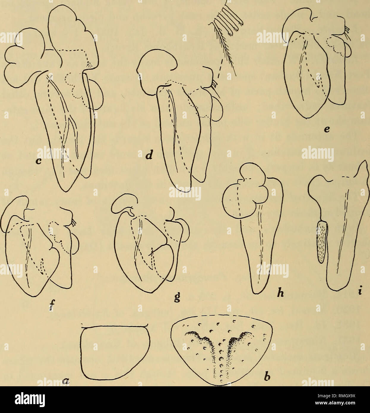 . Annals of the South African Museum = Annale van die Suid-Afrikaanse Museum. Natural history. 390 Annals of the South African Museum. I also overlooked the fact that the telson is bifoveolate, a character which makes the resemblance of E. carangis van Name to latipes all the greater. The whole integument is very sparsely pitted, but on. Fig. 5.—Pontogeloides latipes Brnrd. a, 1st free side-plate (on segment 2) of right side. 6, telson. c, d, e,f, g, pleopods 1-5 respectively, h, inner (dorsal) view of inner ramus of pleopod 1. i, inner ramus of pleopod 2, $. the median region of the telson be Stock Photo