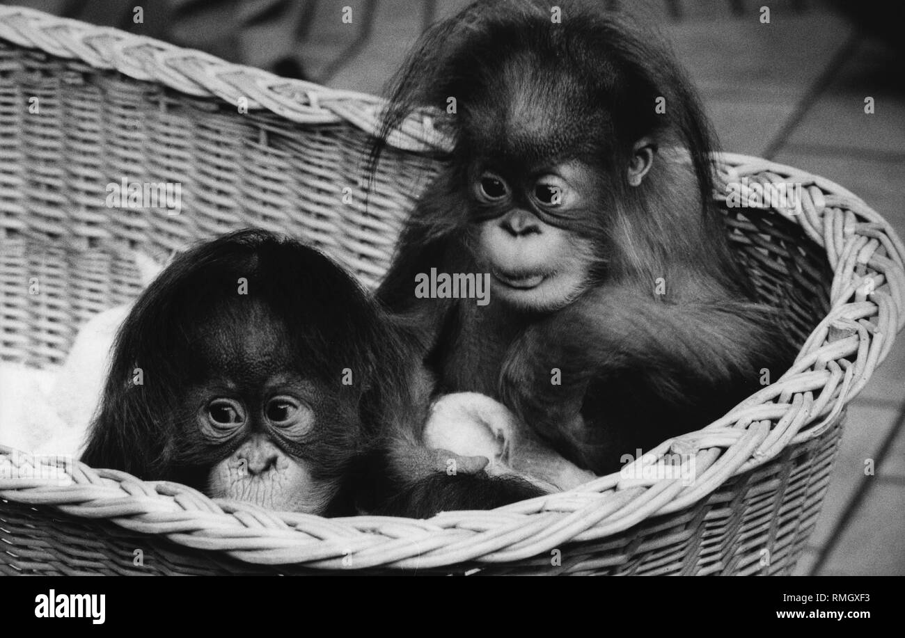 Sit monkey Black and White Stock Photos & Images - Alamy