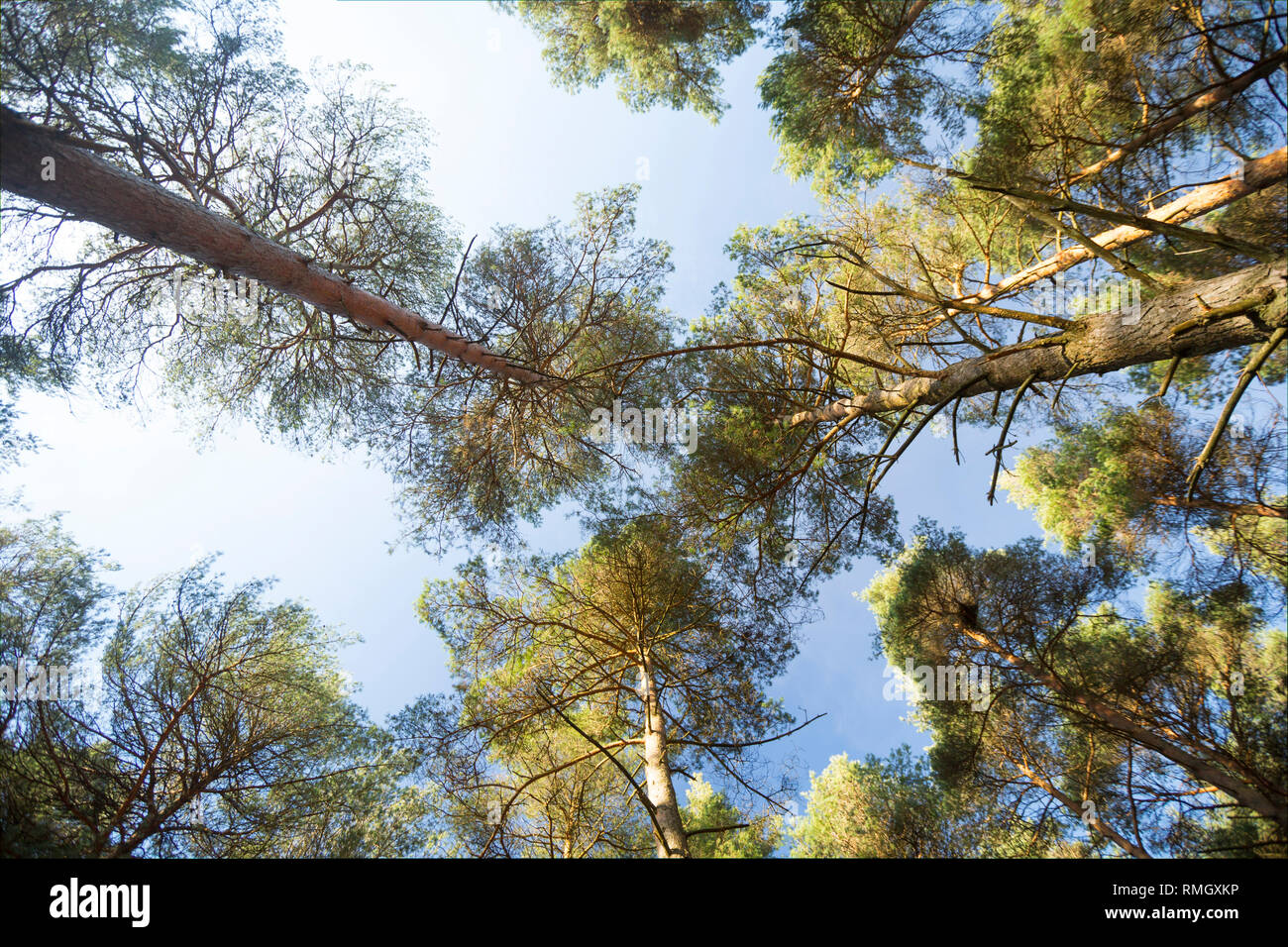 An upwards view of Scots pines, Pinus sylvestris, growing in the New Forest on a sunny February day. New Forest Hampshire England UK GB Stock Photo