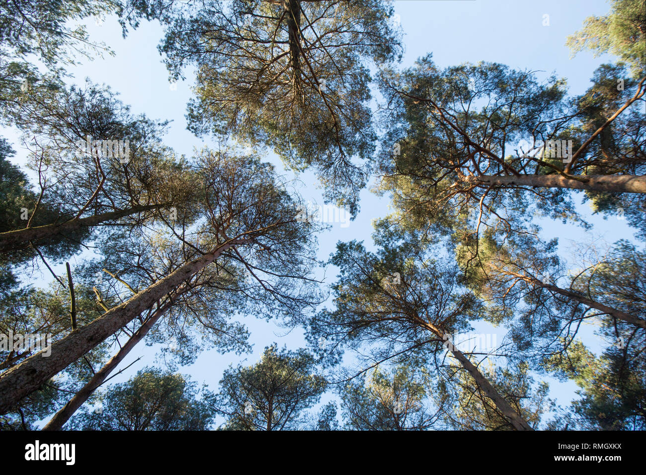 An upwards view of Scots pines, Pinus sylvestris, growing in the New Forest on a sunny February day. New Forest Hampshire England UK GB Stock Photo