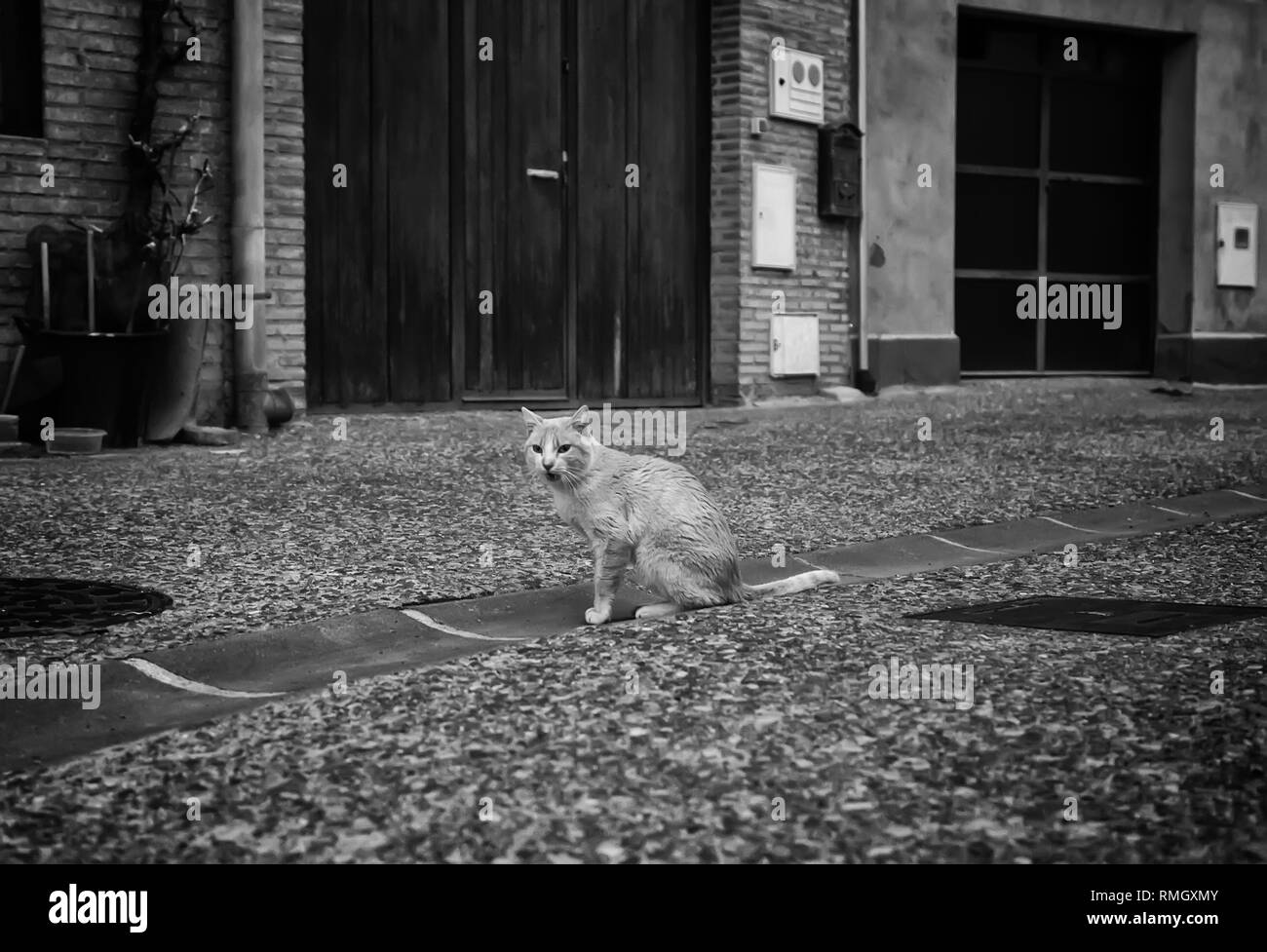 Cats abandoned on the street, animal abuse, loneliness Stock Photo - Alamy