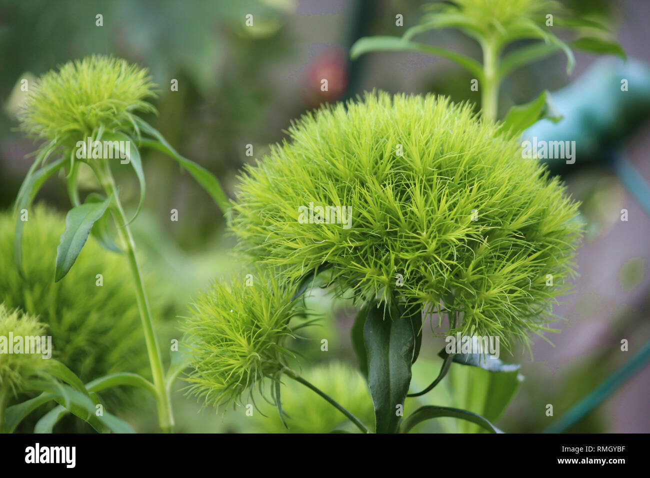 Dianthus Barbatus Green Trick High Resolution Stock Photography and Images  - Alamy