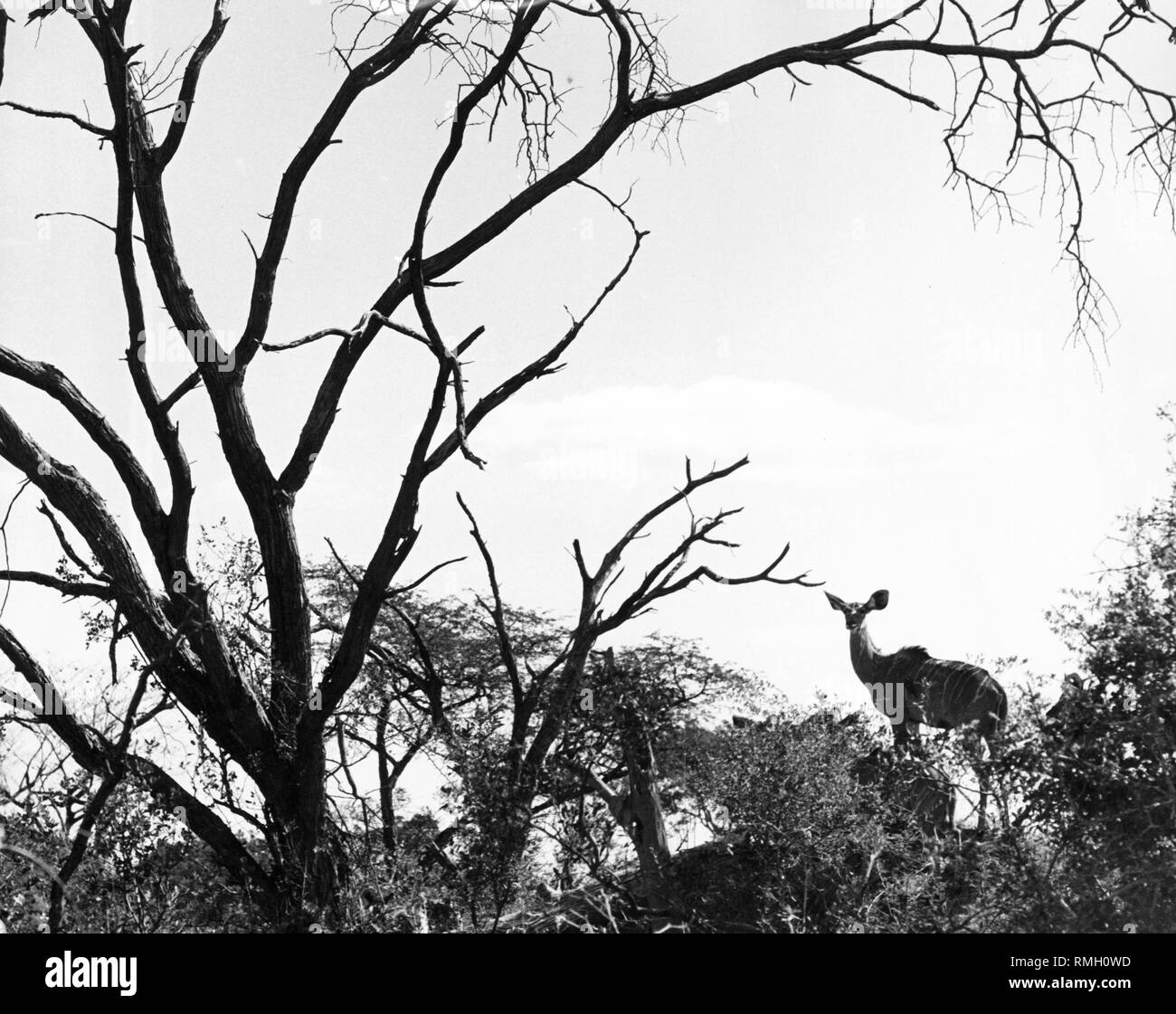 A female Kudu at Hwange National Park in Zimbabwe (undated picture). Stock Photo