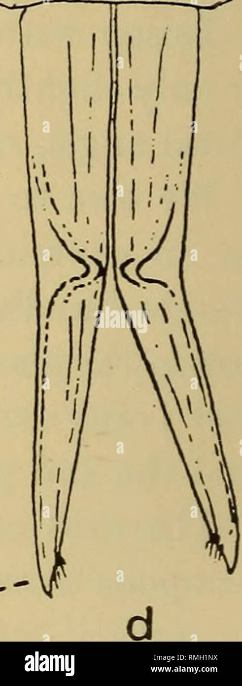 . Annals of the South African Museum = Annale van die Suid-Afrikaanse Museum. Natural history. Fig. 1.—Ligia. Penes of : a, British Museum) ; b, exotica glabrata, and natalensis. C filicornis. &quot; B-L. (MSS.) from Colon (specimen in a South Australian species ; d, dilatata, stylet on 2nd pleopod) it is very long (fig. 1, c), reaching almost to the end of the telson, as also does the stylet on 2nd pleopod. In the specimen in the British Museum, ex coll. Budde-Lund, bearing Budde-Lund's MS. name &quot; filicornis,&quot; from Colon, the distal portion is abruptly narrower than the basal portio Stock Photo