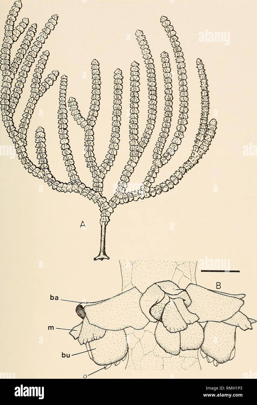 . Annals of the South African Museum = Annale van die Suid-Afrikaanse Museum. Natural history. GORGONIAN OCTOCORALS OF SOUTHERN AFRICA 273. Fig. 63. Narella gilchristi (Thomson, 1911). A. An entire colony, 150 mm in height. B. Detail of a group of three polyps; scale bar = 1,0 mm. Abbreviations: ba—basal scale, bu—buccal scale, m—medial scale, o—opercular scale. ance. Colony scales 0,65-2,0 mm in length. Colony colour pink in life, fading to white in alcohol. Distribution East London to Cape Vidal, northern Natal, 90-340 m in depth (Williams in press a). Type locality is Cape Vidal.. Please no Stock Photo