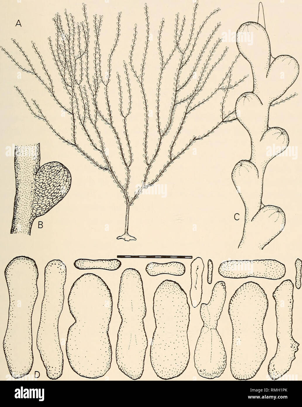 . Annals of the South African Museum = Annale van die Suid-Afrikaanse Museum. Natural history. GORGONIAN OCTOCORALS OF SOUTHERN AFRICA 269. Fig. 62. Trichogorgia flexilis Hickson, 1904. A. An entire colony, 90 mm in height. B. A single polyp 0,7 mm in length. C. Detail of a terminal branch 3,5 mm long. D. Polyp sclerites. Scale bar = 0,1 mm. Description The colonies examined range in length from 70 mm to 90 mm. Colonies are planar, branching is dichotomous, relatively sparse from a single basal stem. Polyps are densely arranged in two rows along each branch and are placed opposite or alternate Stock Photo