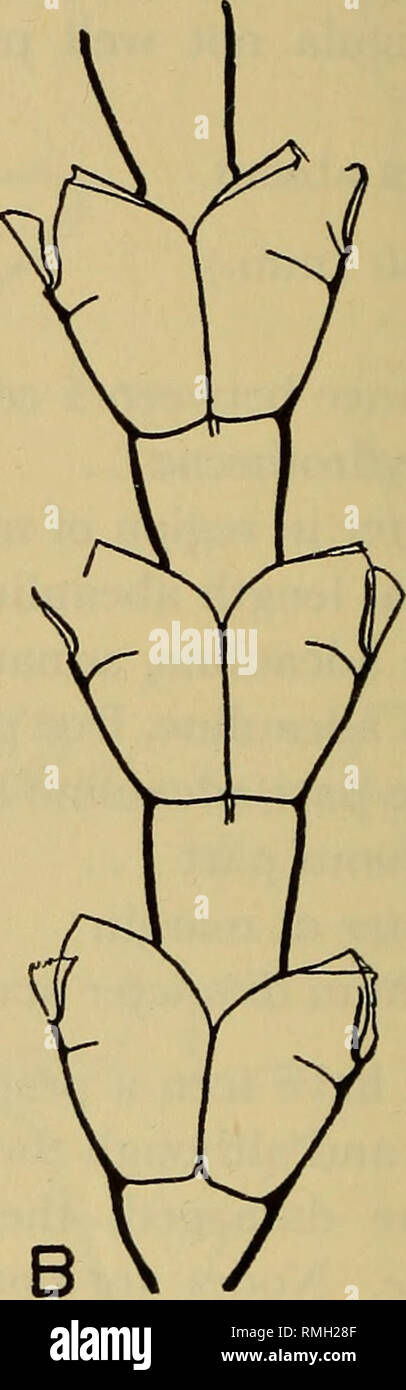 . Annals of the South African Museum = Annale van die Suid-Afrikaanse Museum. Natural history. Fig. 9. Sertularia ligulata Thornely. A, a portion of the stem, and B, a portion of a branch from the holotype in the British Museum (B.M. 1907.8.27.5). hydrothecae forming more or less a straight line at right angles to the axis of the stem. Male gonophores as described by Warren: smooth, subglobular, and with broad, operculate margin. Present in July. Measurements. See var. longa. Remarks. From Warren's description it appears that the internal teeth are not a constant feature, and this is supported Stock Photo