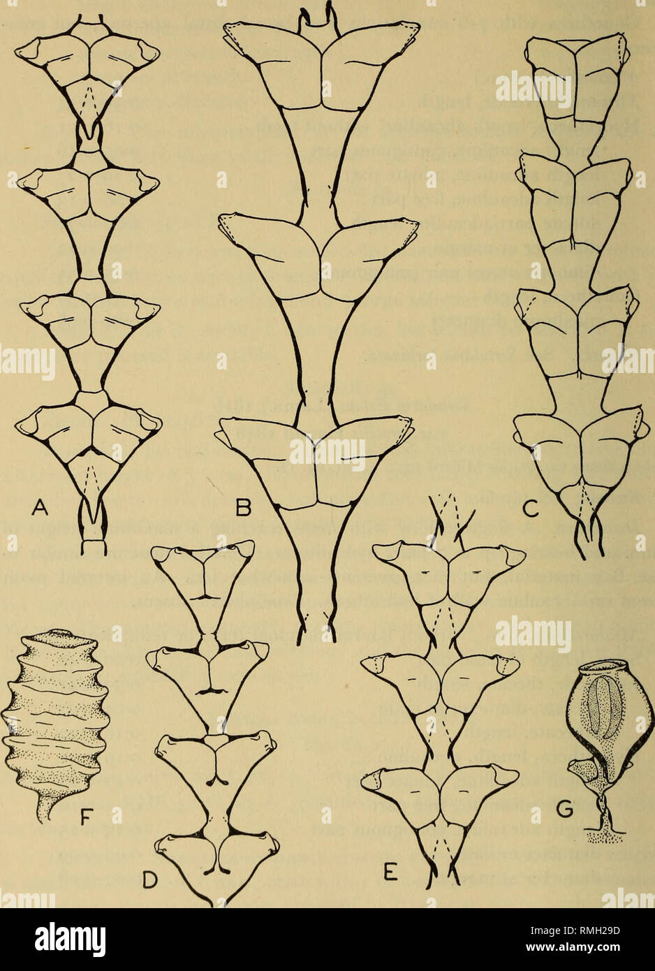 . Annals of the South African Museum = Annale van die Suid-Afrikaanse Museum. Natural history. 194 ANNALS OF THE SOUTH AFRICAN MUSEUM. I &lt; Fig. 8. Sertularia acuta (Stechow) (A, F); Sertularia turbinata (Lamx.) (B); Sertularia ligulaat Thornely (G); Sertularia linealis Warren (D, G); and Sertularia linealis var. longa n. var. (E). A and F, stem and gonotheca from RHB 52G. C from PZ 13E. D and G, stem and male gonophore from IN 49H. Opercular valves in dotted lines.. Please note that these images are extracted from scanned page images that may have been digitally enhanced for readability - c Stock Photo