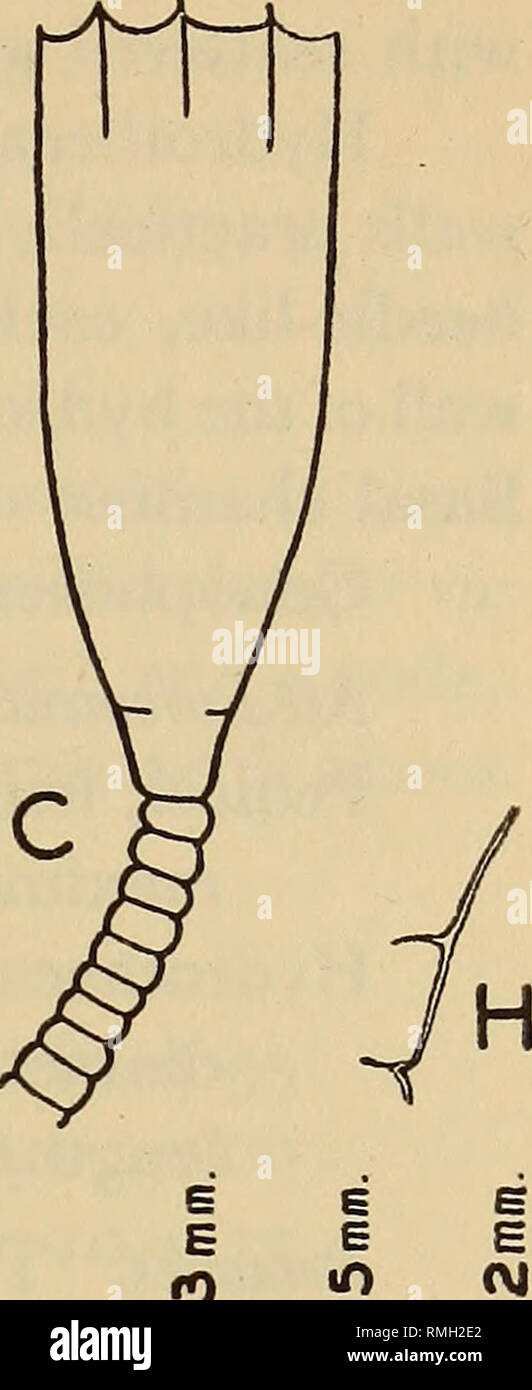 . Annals of the South African Museum = Annale van die Suid-Afrikaanse Museum. Natural history. o o o V Id 1 i i • &lt;  a u. Fig. 3. Clytia johnstoni (Alder) (A, D, F); Clytia gracilis (M. Sars) (B, E, G) Clytia serrata n. sp. (G, H). A-C, the hydrothecae. D-E, gonothecae. F-H, diaphragms. and Measurements (mm.) Pedicel, length maximum diameter Hydrotheca, depth diameter at margin length/diameter Gonotheca, length maximum diameter 0-42-1-58 0-07-0-09 0-31-0-565 0-21-0-40 1-41-1-89 0-55-0-88 0-32-0-43 Remarks. This is the first record of this cosmopolitan species from South Africa. Due to the d Stock Photo