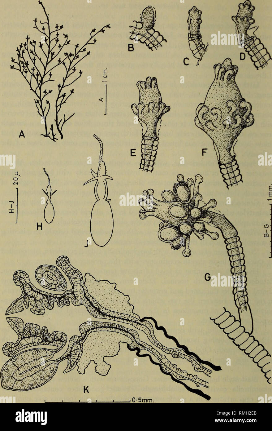 . Annals of the South African Museum. Annale van die Suid-Afrikaanse Museum. 442 ANNALS OF THE SOUTH AFRICAN MUSEUM. Fig. 3. Bicorona elegans n. sp. A. Two complete stems from the holotype. B-G. Stages in the development of the hydranth (B-F from A 139, G a mature hydranth from the holotype). H and J. Small, and large, stenotele from A 116. K. l.s. hydranth with female gonophores from L 44.. Please note that these images are extracted from scanned page images that may have been digitally enhanced for readability - coloration and appearance of these illustrations may not perfectly resemble the  Stock Photo
