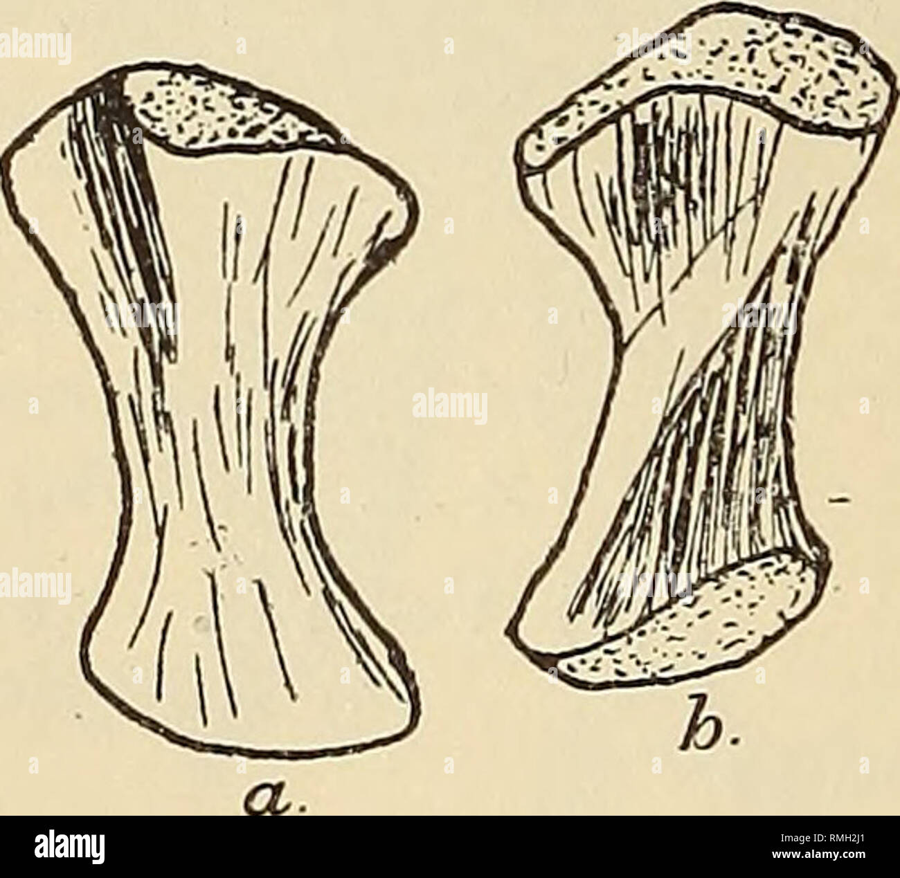 . Annals of the South African Museum = Annale van die Suid-Afrikaanse Museum. Natural history. Text-fig. 21.—Lateral view of the right side of the pelvis of Brady- saurus vanderbyli. x T. (8941.) Text-fig. 22.—Femur of Brady saurus van- derbyli. x |. (9169.) (a) Ventral. (b) Dorsal. (c) Anterior. proximally and is not distinct from the postaxial border. The internal trochanter is strong and fairly prominent. The stem of the Y is moderate, is directed medially, and fades out before reaching the tibial facets. The dorsal curvature is very moderate. Tibia (text-fig. 23).—The tibia is fairly long Stock Photo