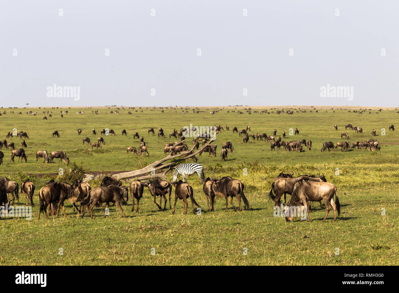 Migration of animals in savanna of Kenya. Africa Stock Photo - Alamy