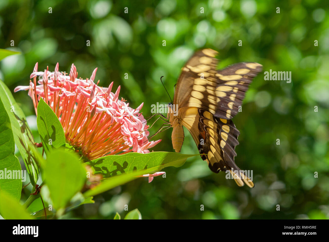 King Swallowtail (Heraclides thoas, Papilio thoas), aka Thoas Swallowtail butterfly, underside view, pollinating a pink flower (Ixora sp.), Paraguay Stock Photo