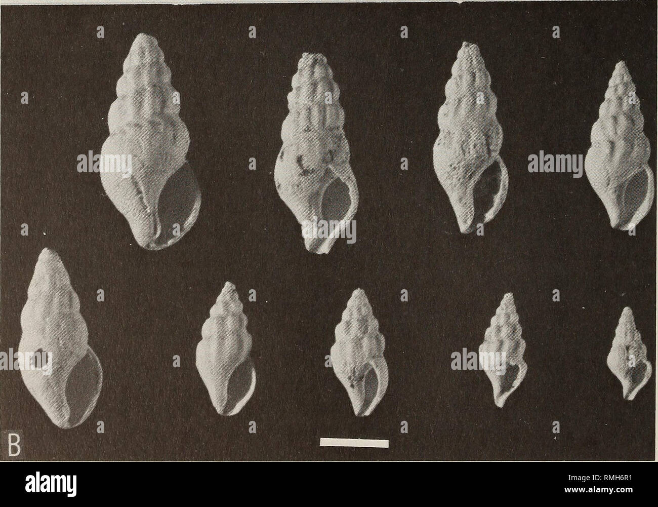 . Annals of the South African Museum = Annale van die Suid-Afrikaanse Museum. Natural history. 196 ANNALS OF THE SOUTH AFRICAN MUSEUM. Fig. 31. Drillia tempestae. A. Holotype. Scale = 2 mm. B. Range of paratypes. Scale = 5 mm.. Please note that these images are extracted from scanned page images that may have been digitally enhanced for readability - coloration and appearance of these illustrations may not perfectly resemble the original work.. South African Museum. Cape Town : The Museum Stock Photo