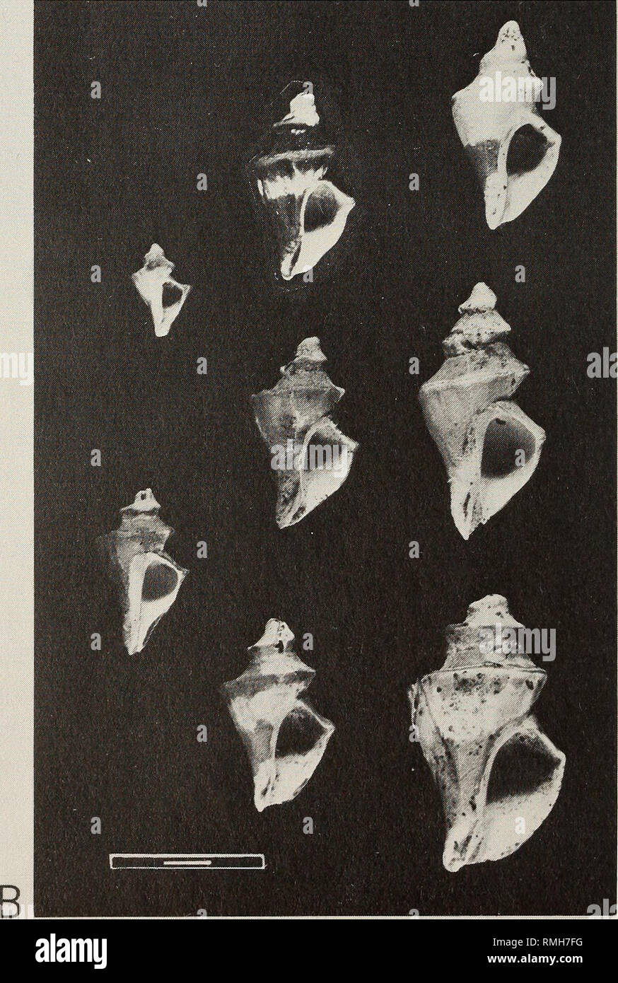 . Annals of the South African Museum = Annale van die Suid-Afrikaanse Museum. Natural history. Fig. 22. Trophon carringtoni. A. Holotype. Scale = 10 mm. B. Range of paratypes. Scale = 30 mm. 1. Please note that these images are extracted from scanned page images that may have been digitally enhanced for readability - coloration and appearance of these illustrations may not perfectly resemble the original work.. South African Museum. Cape Town : The Museum Stock Photo