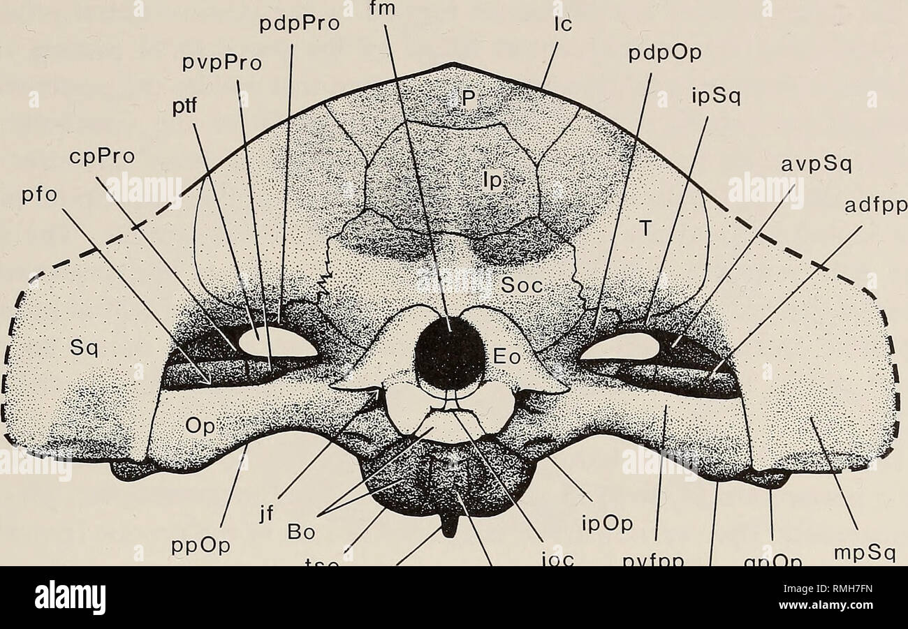 . Annals of the South African Museum = Annale van die Suid-Afrikaanse Museum. Natural history. REVISED DESCRIPTION OF MOSCHORHINUS 395 pdpPro pdpOp ipSq cpPro. kPs Bs 3cm pvfpp | qpOp mpOp mpSq Fig. 15. Moschorhinus kitchingi. Occipital view. (Fig. 16). The posterodorsal process forms most of the anterodorsal rim of the post-temporal fenestra. This process tapers off from a relatively broad base medially to a point jutting laterally, terminating in the lateral part of the roof of the post-temporal fenestra. This process protrudes from under the intermediate process of the squamosal anteromedia Stock Photo