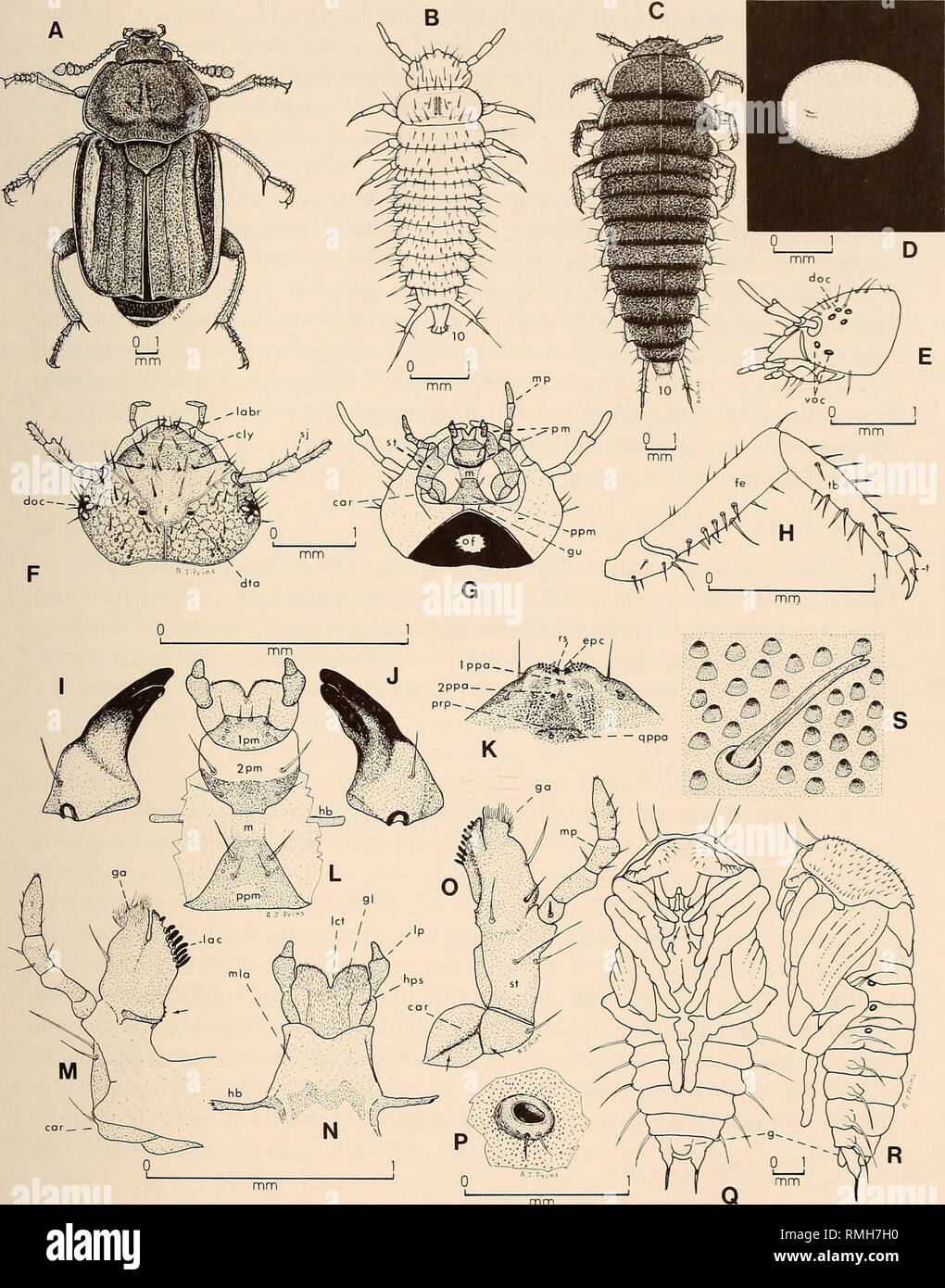 . Annals of the South African Museum = Annale van die Suid-Afrikaanse Museum. Natural history. SOUTH AFRICAN ARTHROPODS 347. Fig. 15. Family Silphidae. Silpha micans. A. Adult. B. Newly hatched larva (dorsal view). C. Adult larva (dorsal view). D. Egg. E. Head (left lateral view). F. Head (dorsal view). G. Head (ventral view). H. Right mesothoracic leg. I. Left mandible (dorsal view). J. Right mandible (dorsal view). K. Epipharynx. L. Labium (ventral view). M. Left maxilla (dorsal view). N. Labium (dorsal view). O. Left maxilla (ventral view). P. Left mesothoracic spiracle. Q. Pupa (ven- tral  Stock Photo