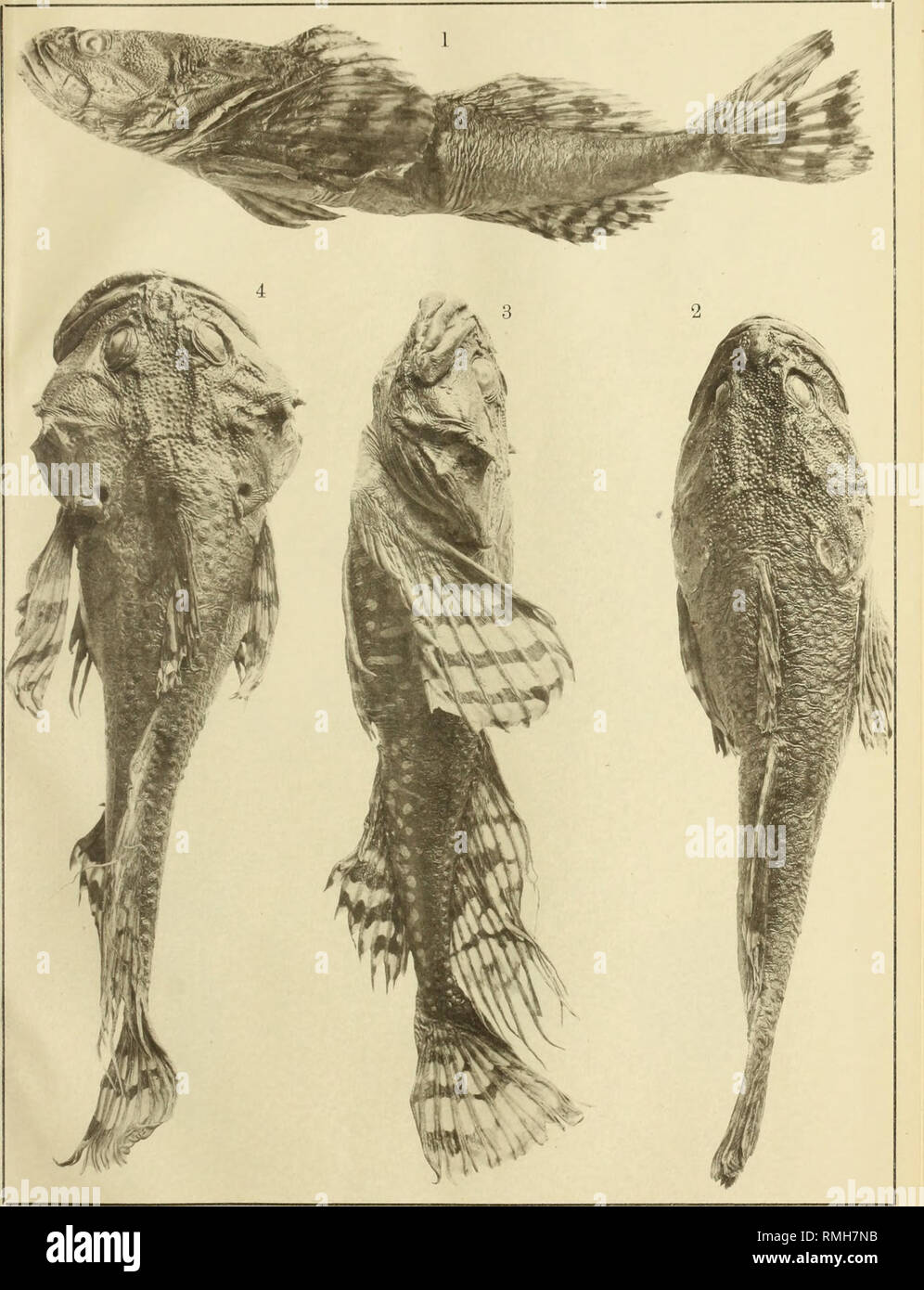 . Annotationes zoologicae japonenses / Nihon do?butsugaku iho?. Annot. Zool. Jap. Vol. VI. PI. IX.. Tanaka : Fishes of Sakhalin. 1,2. Porocottus nigrescens, n. sp 3,4. Porocottus ijimai, n. sp.. Please note that these images are extracted from scanned page images that may have been digitally enhanced for readability - coloration and appearance of these illustrations may not perfectly resemble the original work.. Nihon Do?butsu Gakkai; To?kyo? Do?butsu Gakkai. Tokyo : Societas Stock Photo