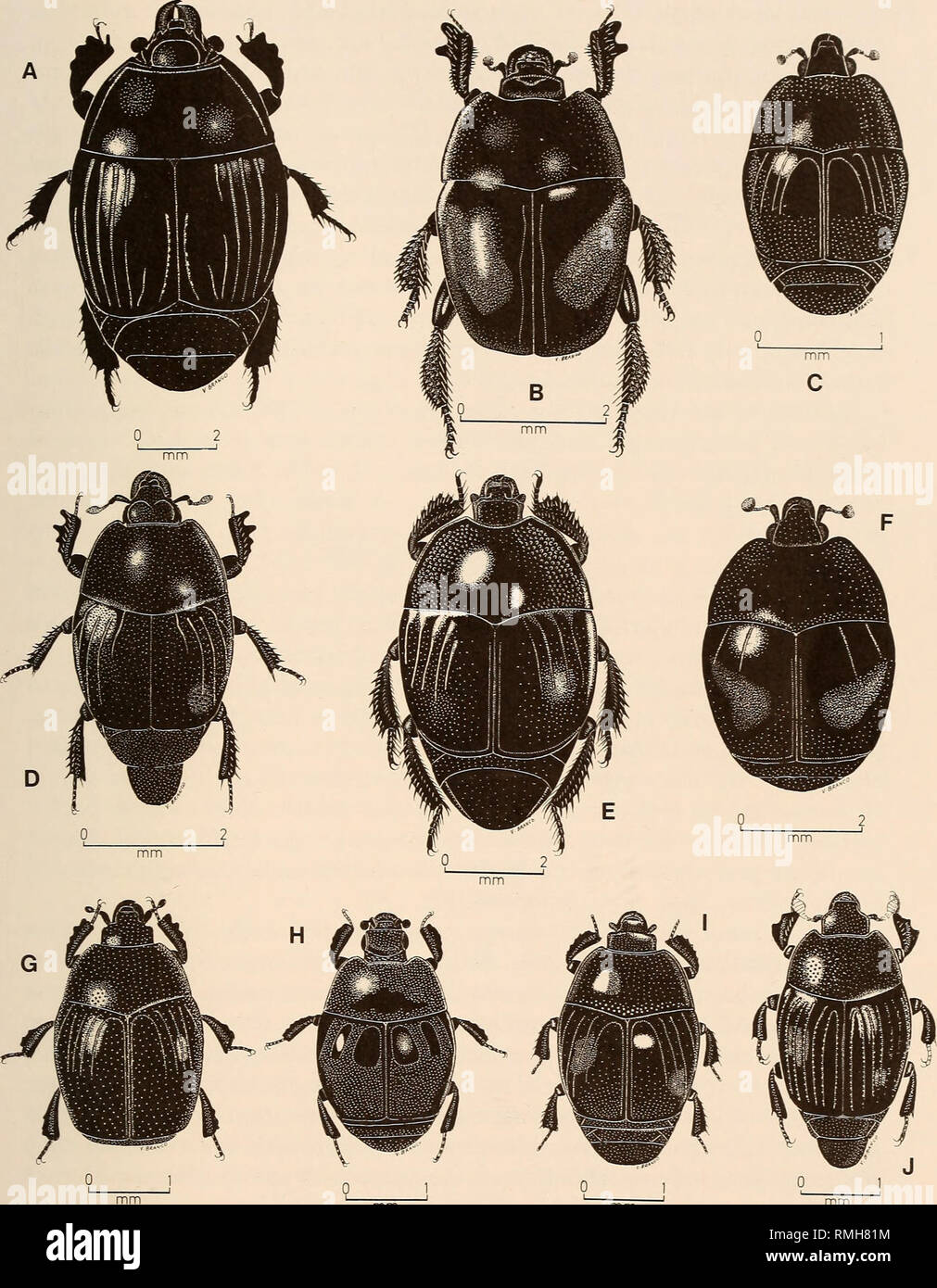 . Annals of the South African Museum = Annale van die Suid-Afrikaanse Museum. Natural history. SOUTH AFRICAN ARTHROPODS 311. A. Hister nomas. Fig. 5. Family Histeridae. B. Pachylopus dispar. C. Saprinus cupreus. D. Rhypochares saprinoides. E. Saprinus elegans. F. Saprinus nitidus. G. Gnathoncus rotundatus. H. Hypocacci specillum. I. Hypocacculus harmonicus. J. Carcinops minuta.. Please note that these images are extracted from scanned page images that may have been digitally enhanced for readability - coloration and appearance of these illustrations may not perfectly resemble the original work Stock Photo