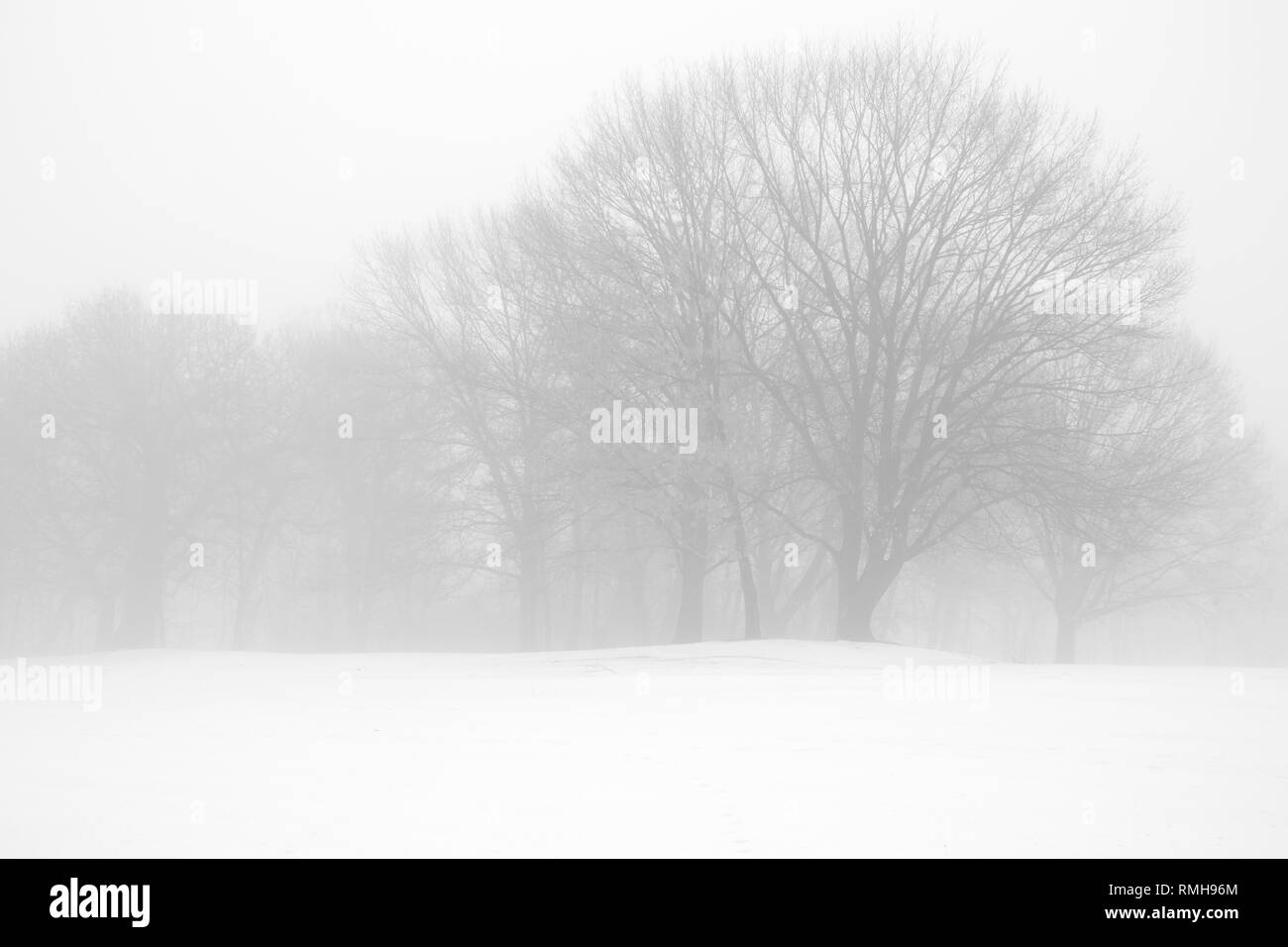 Line of Trees in Fog and Snow Stock Photo