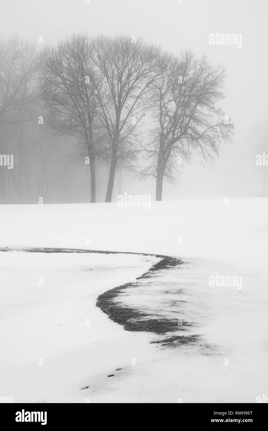 Group of Trees on Hill in Fog and Snow Stock Photo