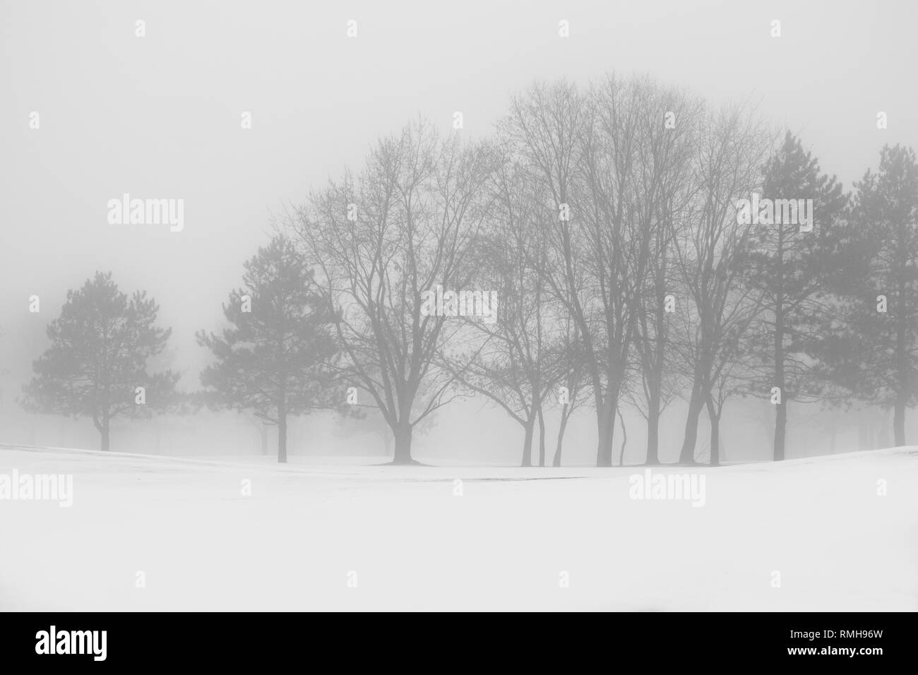 Row of Trees in Fog and Snow Stock Photo