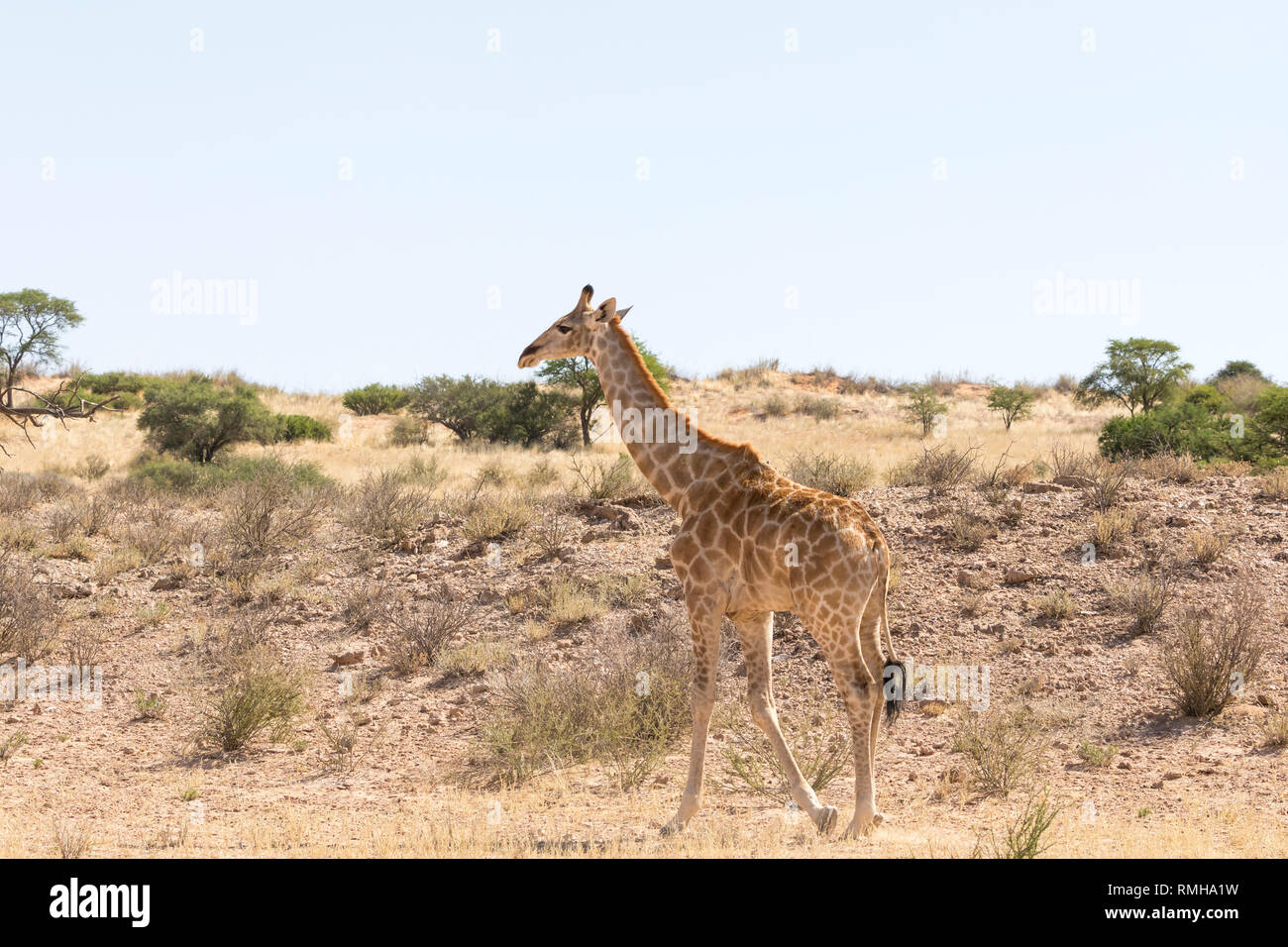 Giraffe , Giraffa camelopardalis, walking along the dry Auob Riverbed, Kalagadi Transfrontier Park, Northern Cape, South Africa Stock Photo