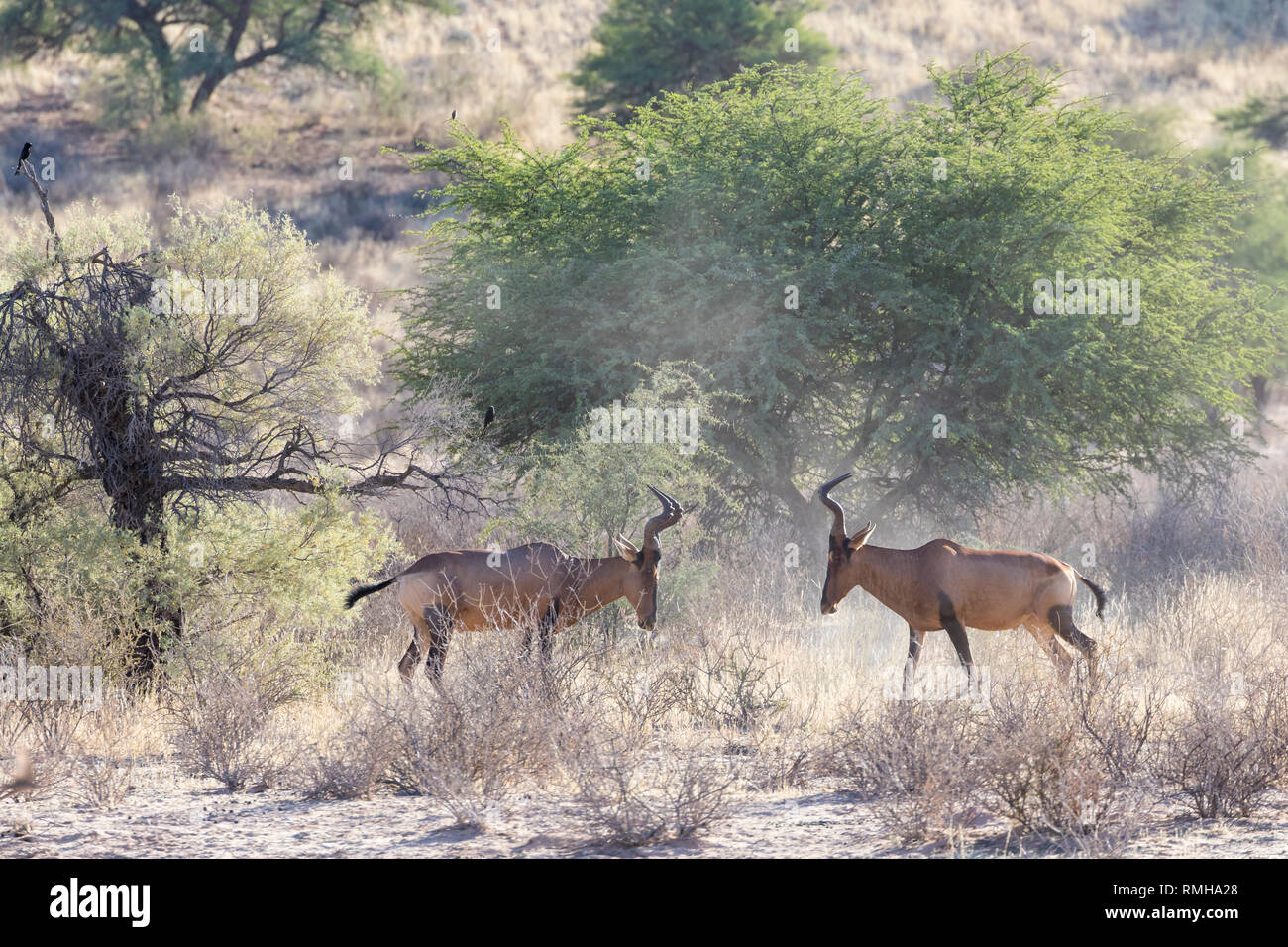 Red Hartebeest bulls (Alcelaphus caama) in a territorial dispute at dawn, Mata Mata, Kgalagadi Transfrontier Park, Northern Cape, South Africa Stock Photo