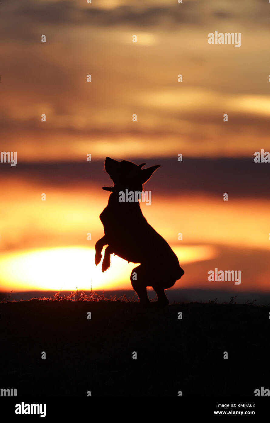 Little dog miniature pinscher dancing on the background of a beautiful sunset. Stock Photo