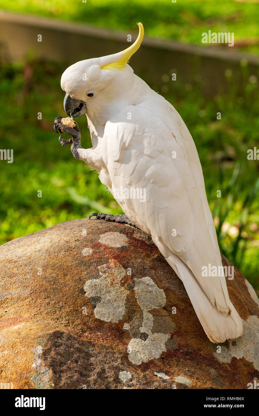 Sulphur Crested Cockatoo Bird Eating On A Rock In Beautiful Sunlight Stock Photo Alamy